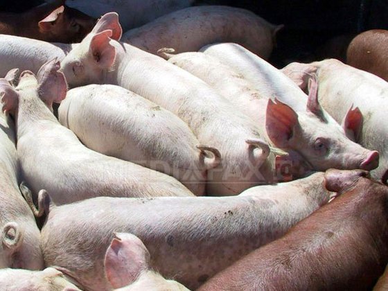 Un NOU focar de pestă porcină. Măsurile luate de autorități