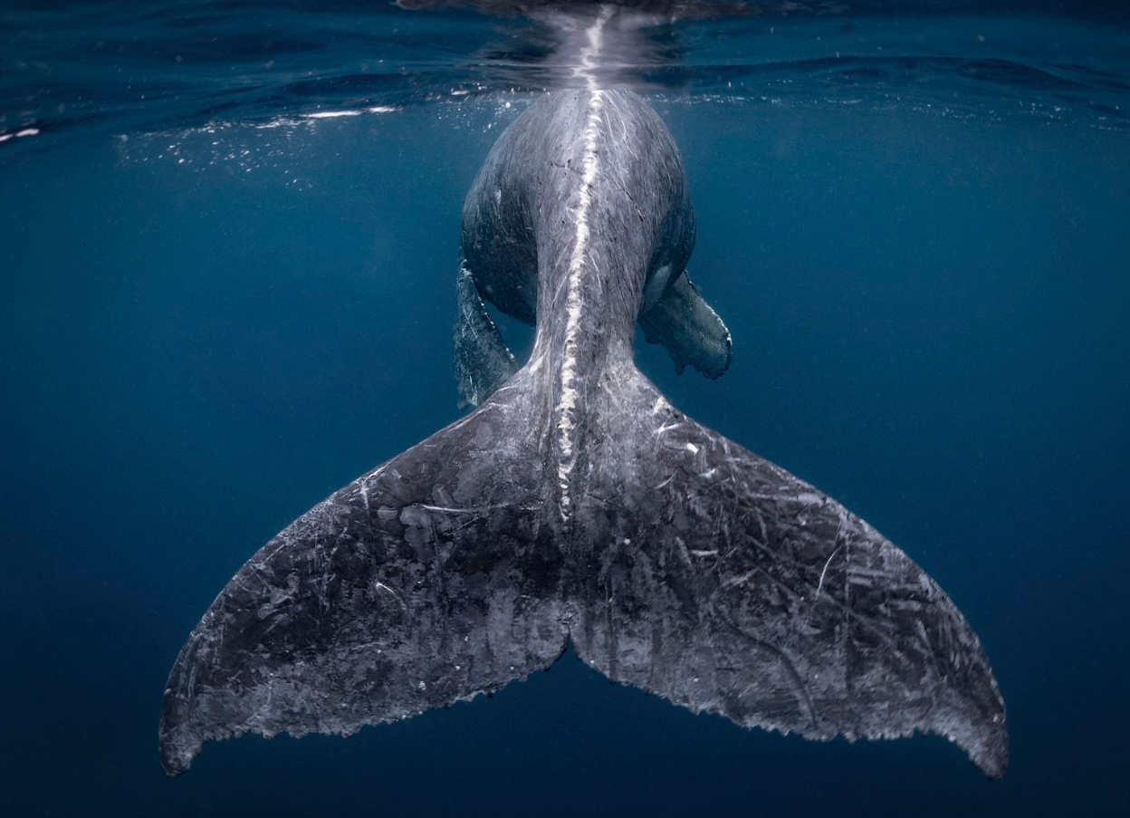 Cele mai bune fotografii înscrise în concursul "Travel Photographer of the Year Contest 2018"