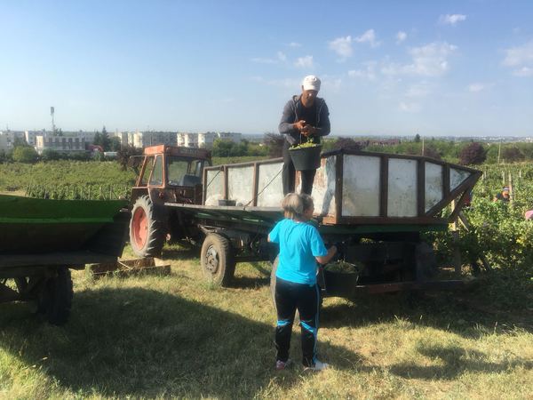 Strugurii din Valea Călugărească, culeși cu DEȚINUTE, din LIPSA zilierilor: Am văzut anunțul. Am negociat pentru 30 DE FEMEI
