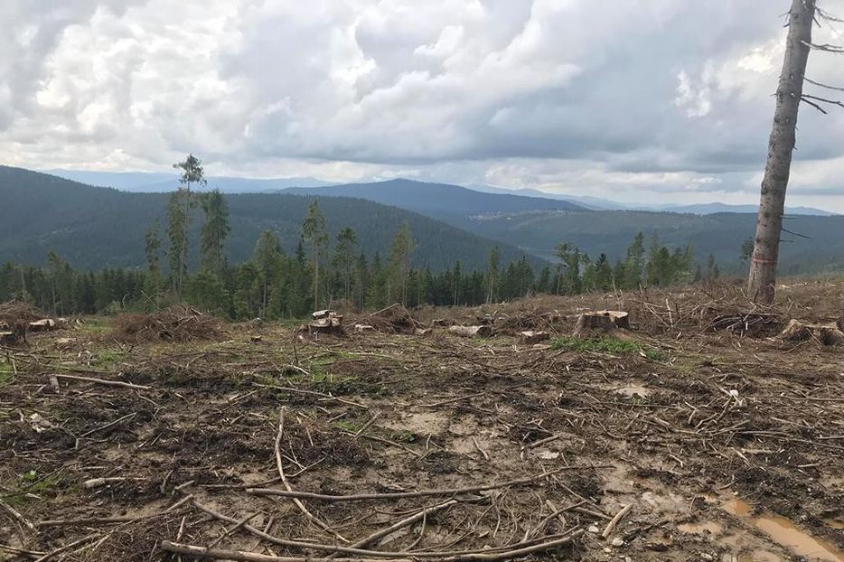 SUTE de brazi tăiați într-o pădure din Cluj. Metodele INEDITE folosite de HOȚI pentru a acoperi furturile de LEMNE
