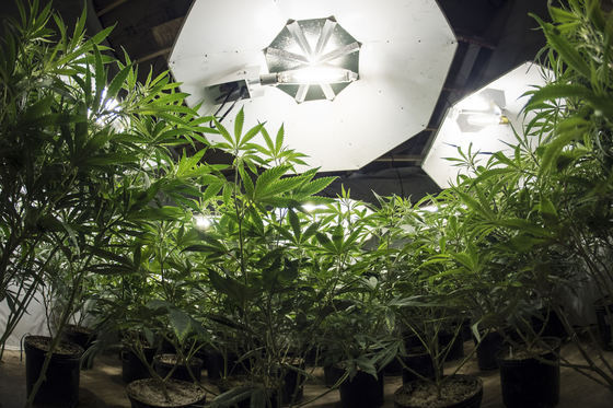 MARIJUANA, culisele unei piețe ce poate ajunge la 150 de miliarde de dolari