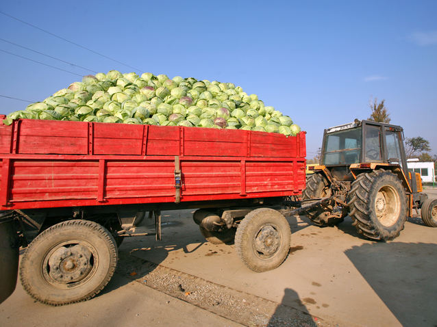Producătorii de cartofi și varză din Lungulețu, o zonă renumită pentru producția de legume, fug de cooperative