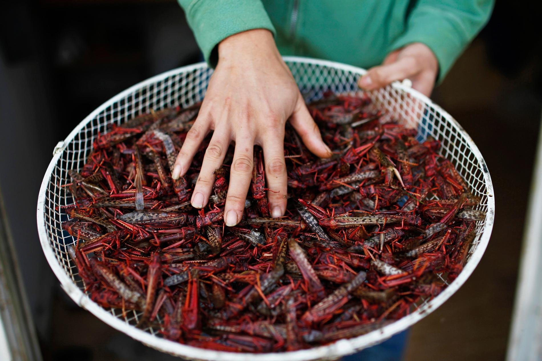 Mâncarea la următorul nivel sau doar un moft? Unul dintre cele mai importante lanțuri de supermarketuri din Europa începe să vândă insecte comestibile