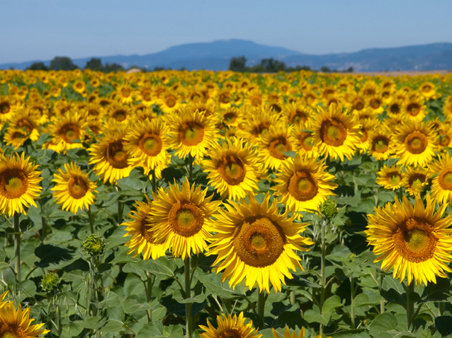 Agricultorii desfac șampania. România a devenit în 2018 cel mai mare producător de floarea soarelui și porumb din Uniunea Europeană. La grâu suntem pe locul patru