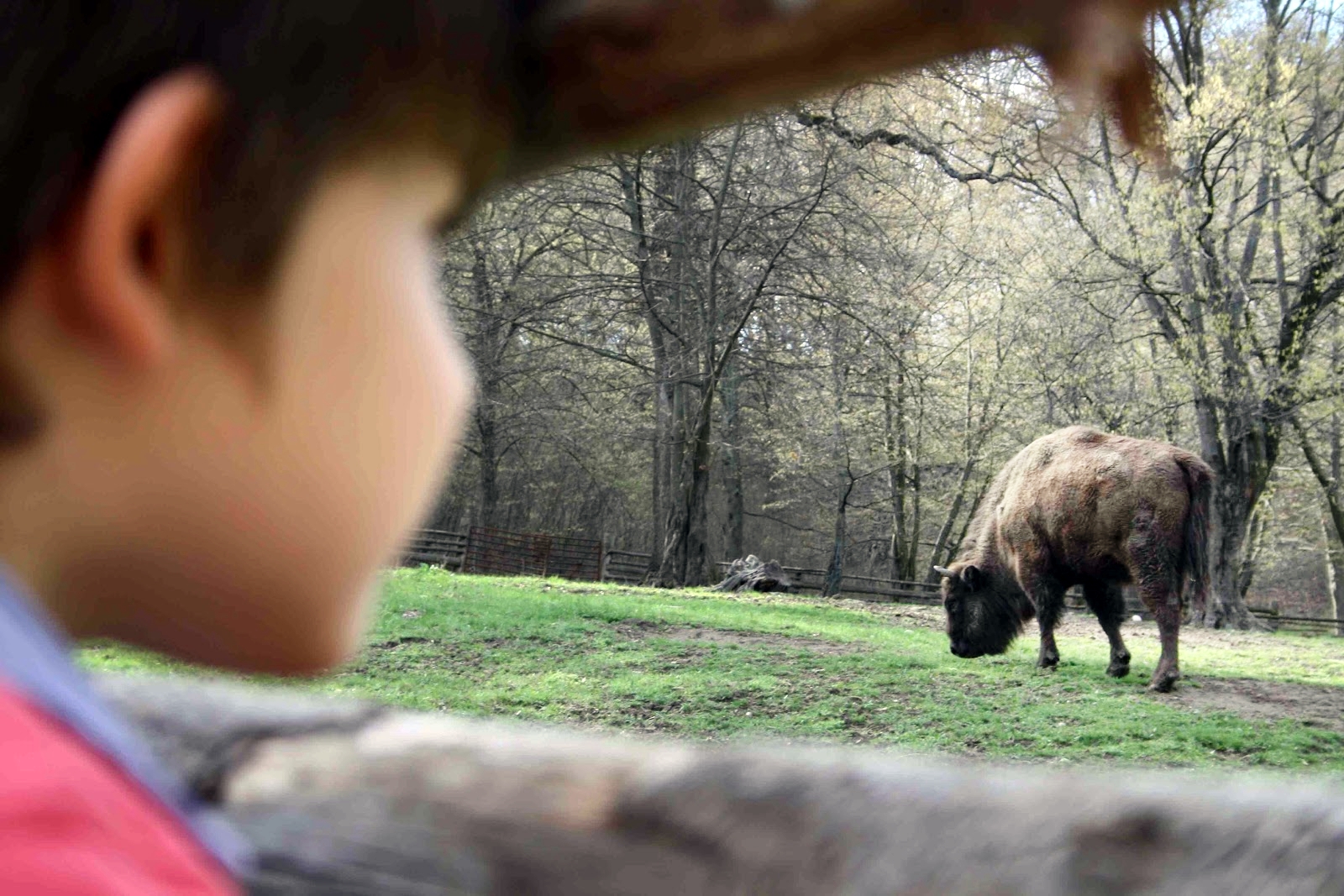 O nouă stațiune turistică a apărut în România. Principala atracție este o rezervație naturală care adăpostește 29 de zimbri