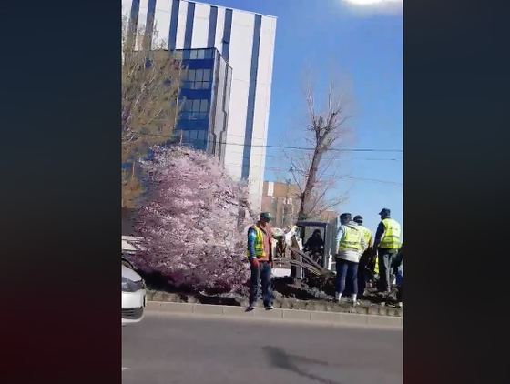 Cum explică primarul Sectorului 6, Gabriel Mutu, extragerea copacilor înfloriți de pe Bulevardul „Iuliu Maniu”