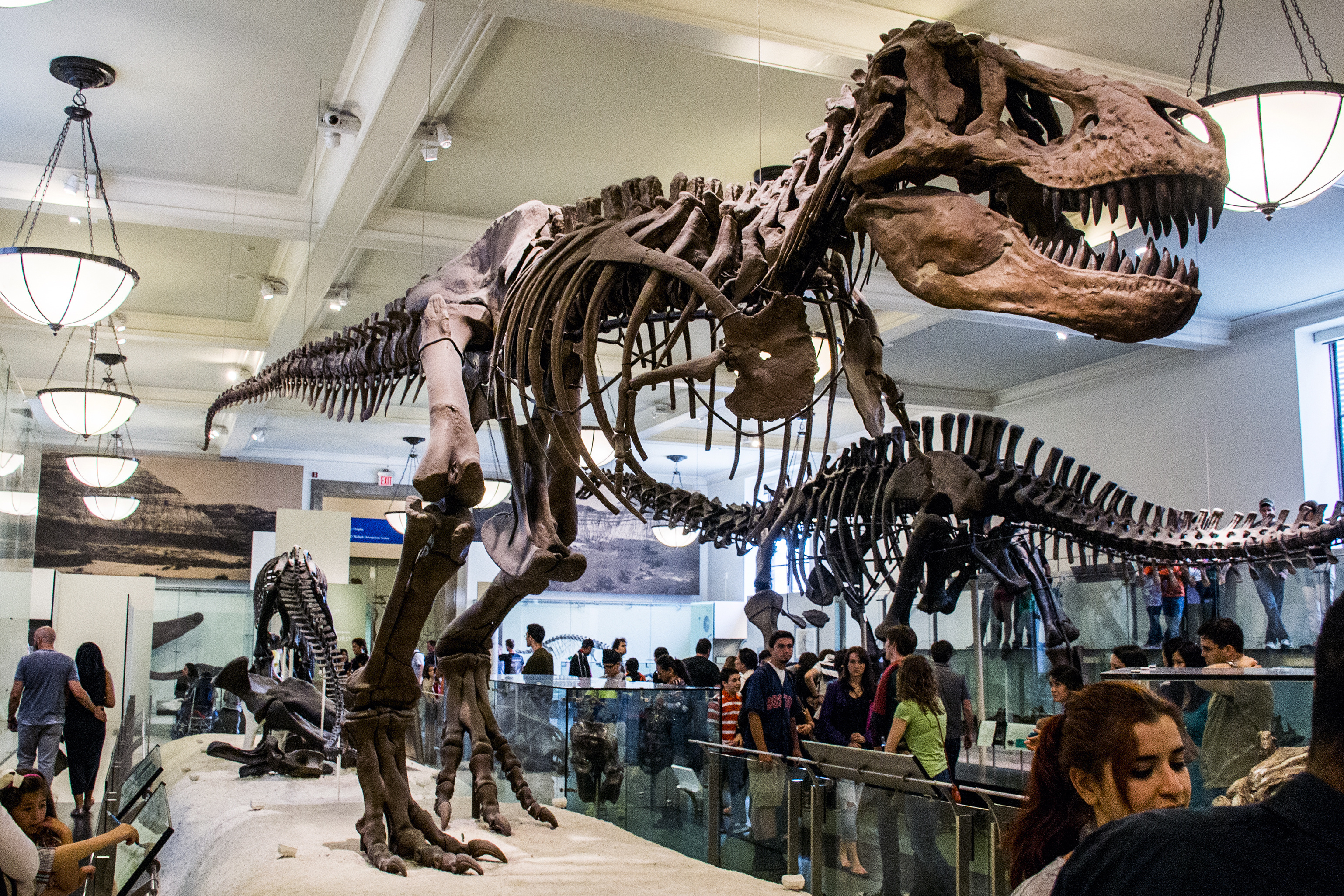 Tot internetul se revoltă după ce fosilele unui pui de T-Rex au fost scoase la vânzare pe eBay pentru 3 milioane de dolari