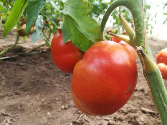 Cum au ajuns buzoienii să folosească bondarii  în loc de pesticide