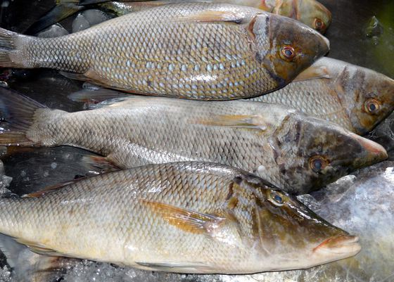 ANPC: Peștele de import sufocă piața românească, ajunge adesea deja expirat