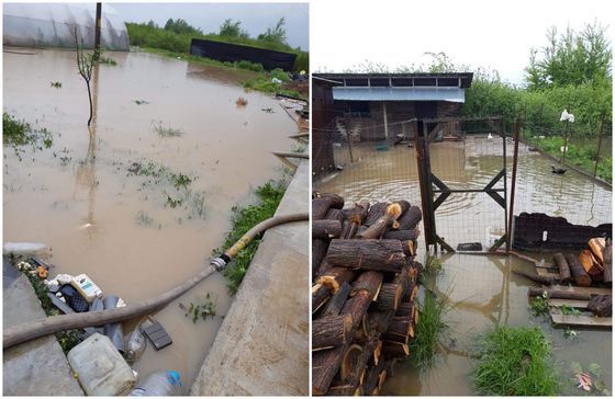 ALERTĂ METEO: Cod roșu de inundații în Timiș și Caraș Severin/ Șuvoaiele au cuprins mai multe proprietăți