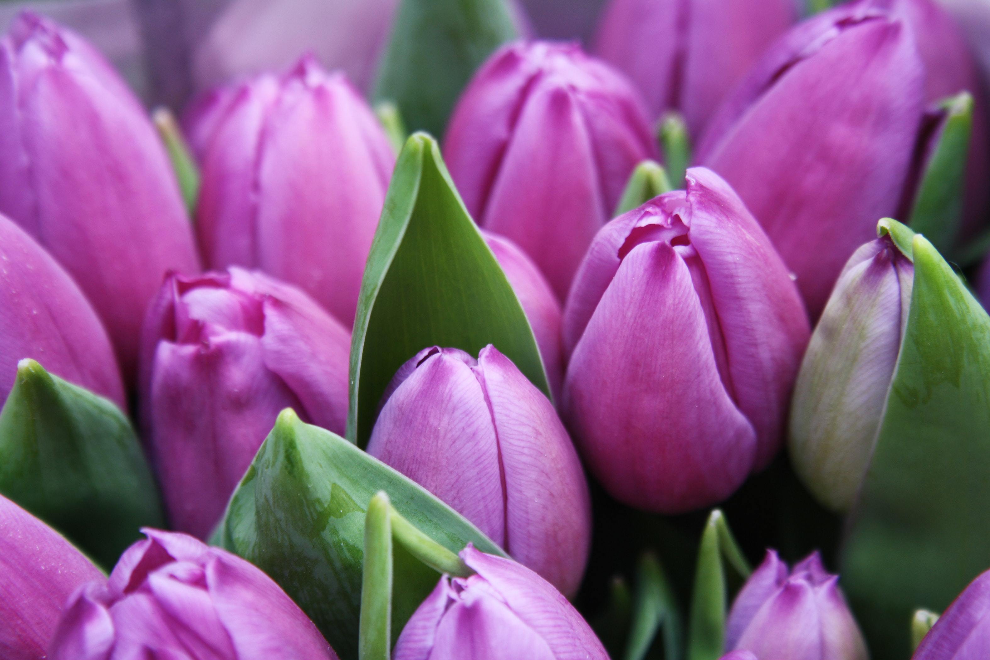Keukenhof, grădina cu lalele a Europei - VIDEO
