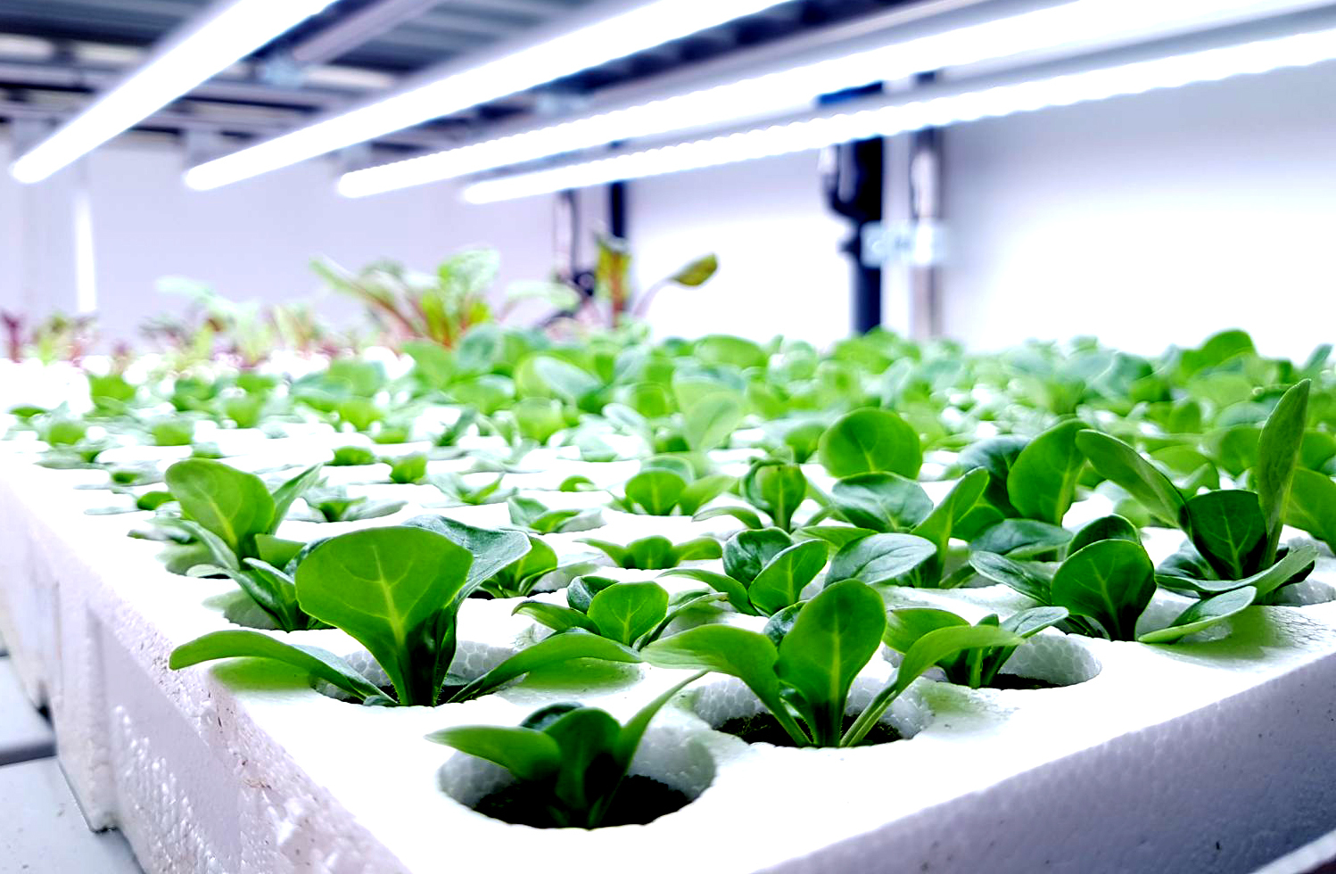 Revoluție în retail. Un supermarket din Marea Britanie investește 22 mil. dolari în “agricultura pe verticală”. Legumele, culese cu 2 ore înainte de ambalare