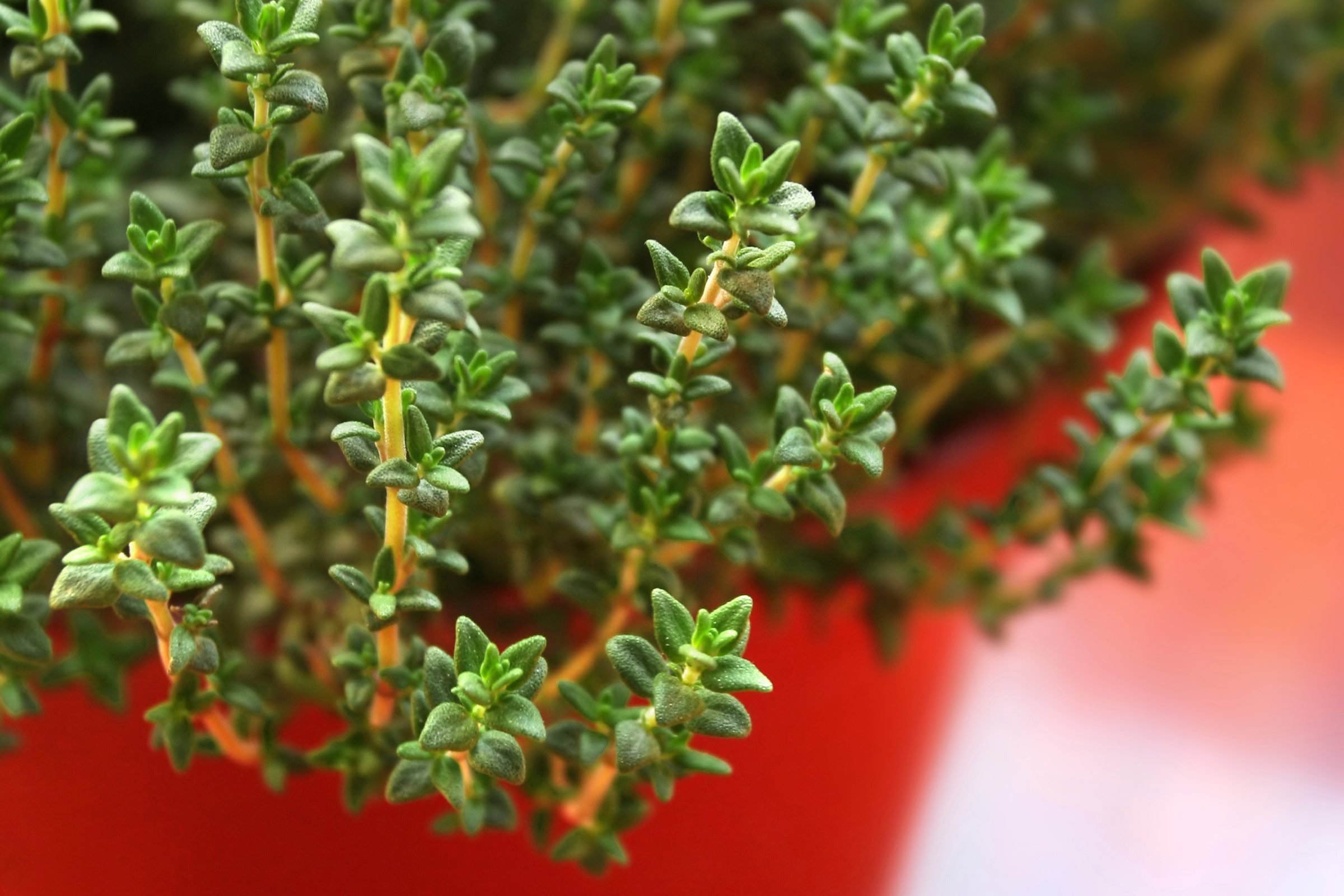 ”Super-planta” cu care fermierii români au dat lovitura. Profituri tot mai mari