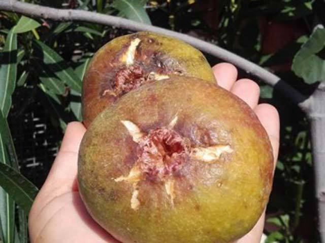 Agricultură cu accente exotice: kiwi, banana nordului, goji, yaconul sau magnolia au prins rădăcini în solul românesc