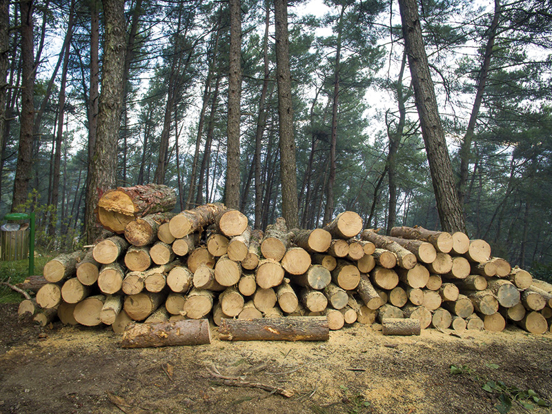 Guvernul va asigura costurile de pază pentru terenurile forestiere mai mici de 30 de hectare