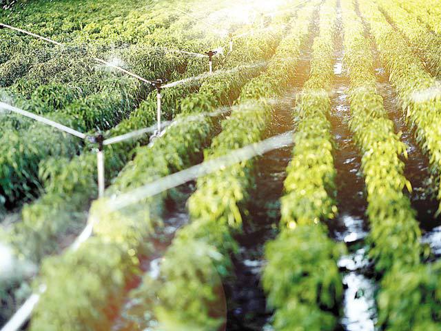 Agricultura este sectorul economic unde bancherii și-au majorat cel mai rapid creditarea în ultimul an. Construcțiile și industria cresc mai încet