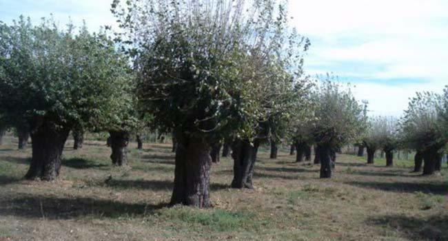Producția de suc de mere s-a diminuat cu 71% în zece ani, deși avem una dintre cele mai mari suprafețe cultivate cu meri