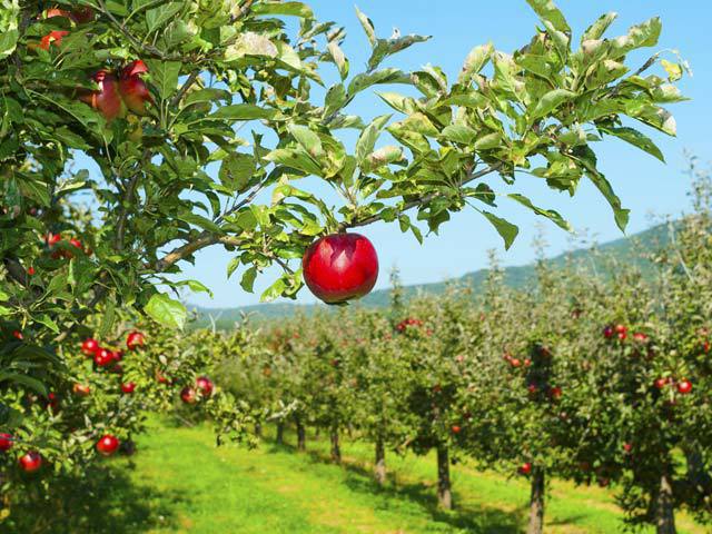 Fondurile europene au stimulat înființarea livezilor: Producția de fructe a crescut cu 40% în ultimul deceniu până la 1,8 mil. tone