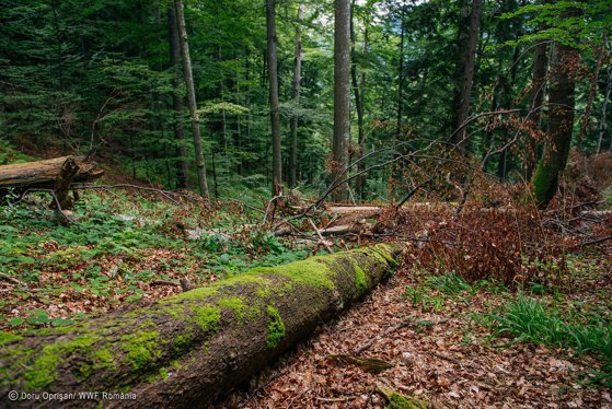 Răsturnare de situație în cazul pădurarului împușcat în Maramureș. Ce au descoperit anchetatorii