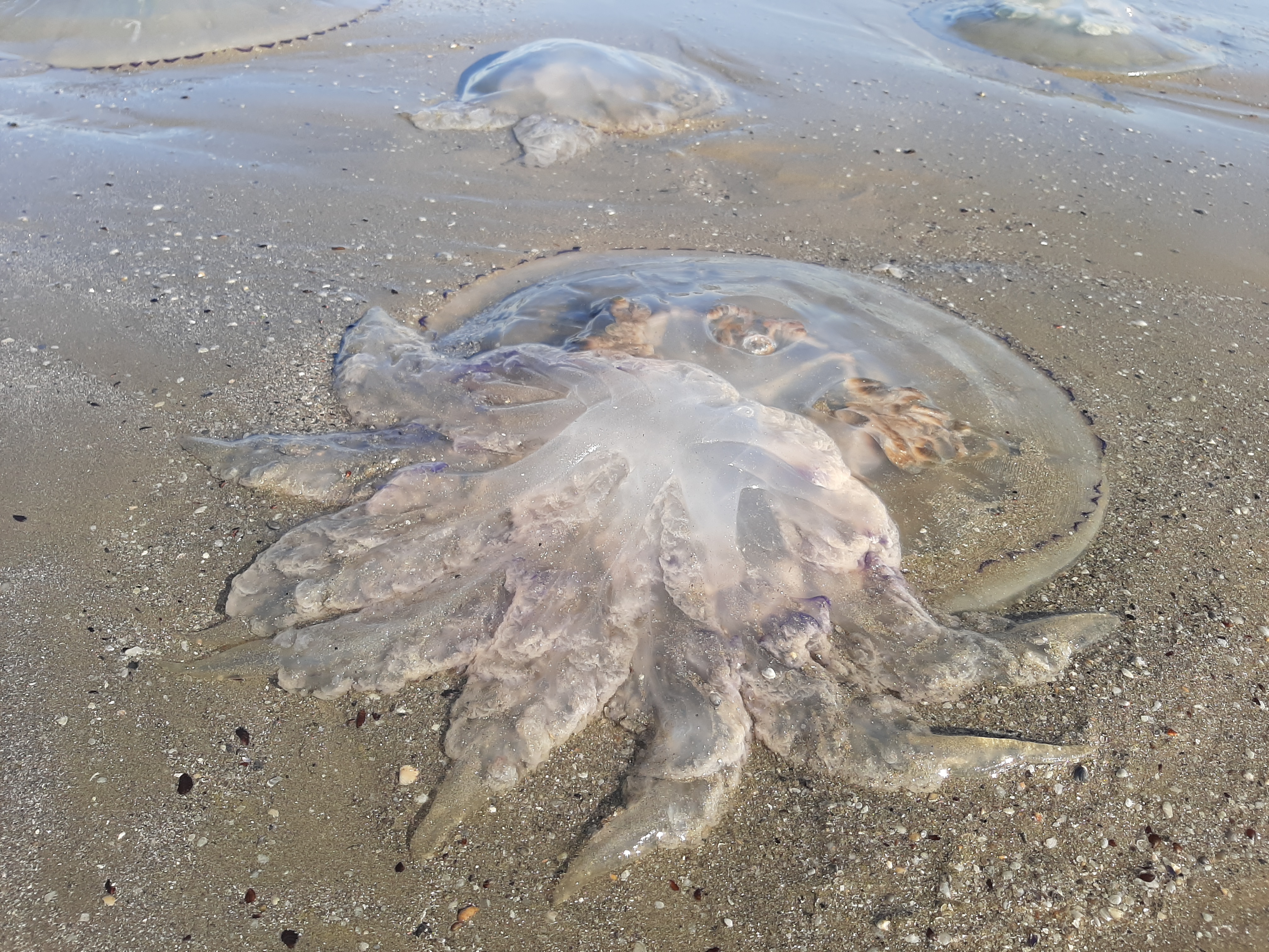 Plaja din Mamaia, invadată de meduze uriașe aduse la mal de curenți. Galerie FOTO