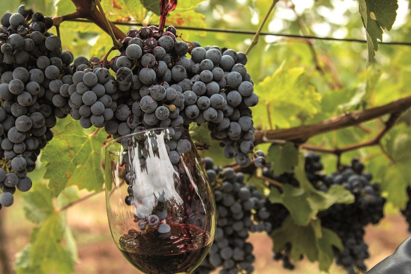 Ce decizie au luat producătorii de vin din regiunea Dealu Mare pentru a aduce România la nivelul țărilor cu tradiție în industria vitivinicolă