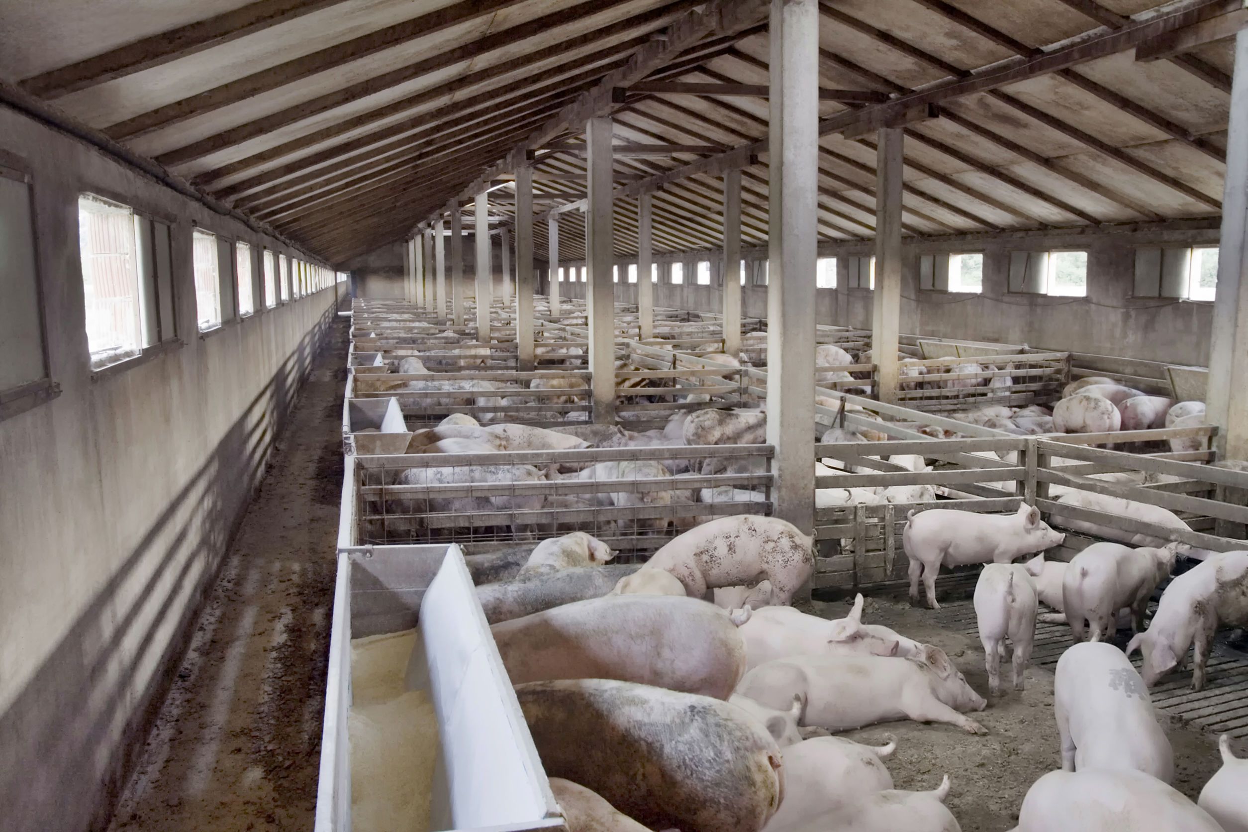 În pragul Crăciunului, agricultorii își vând fermele de porci pe OLX. Un fermier din Vaslui și-a scos la vânzare ferma cu o capacitate de 3.000 de capete, cu un million de euro
