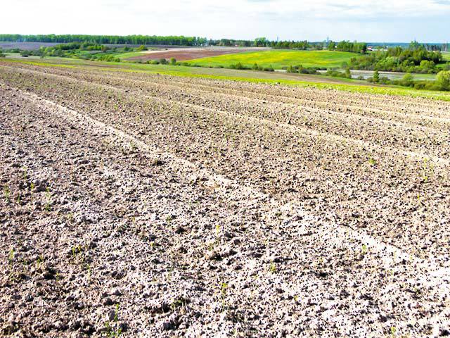 Reper de preț: cea mai mare tranzacție cu un teren agricol în 2019 a fost de 3,4 mil. euro. Cumpărătorii sunt în mare parte cetățeni străini, nemți, italieni, turci sau arabi