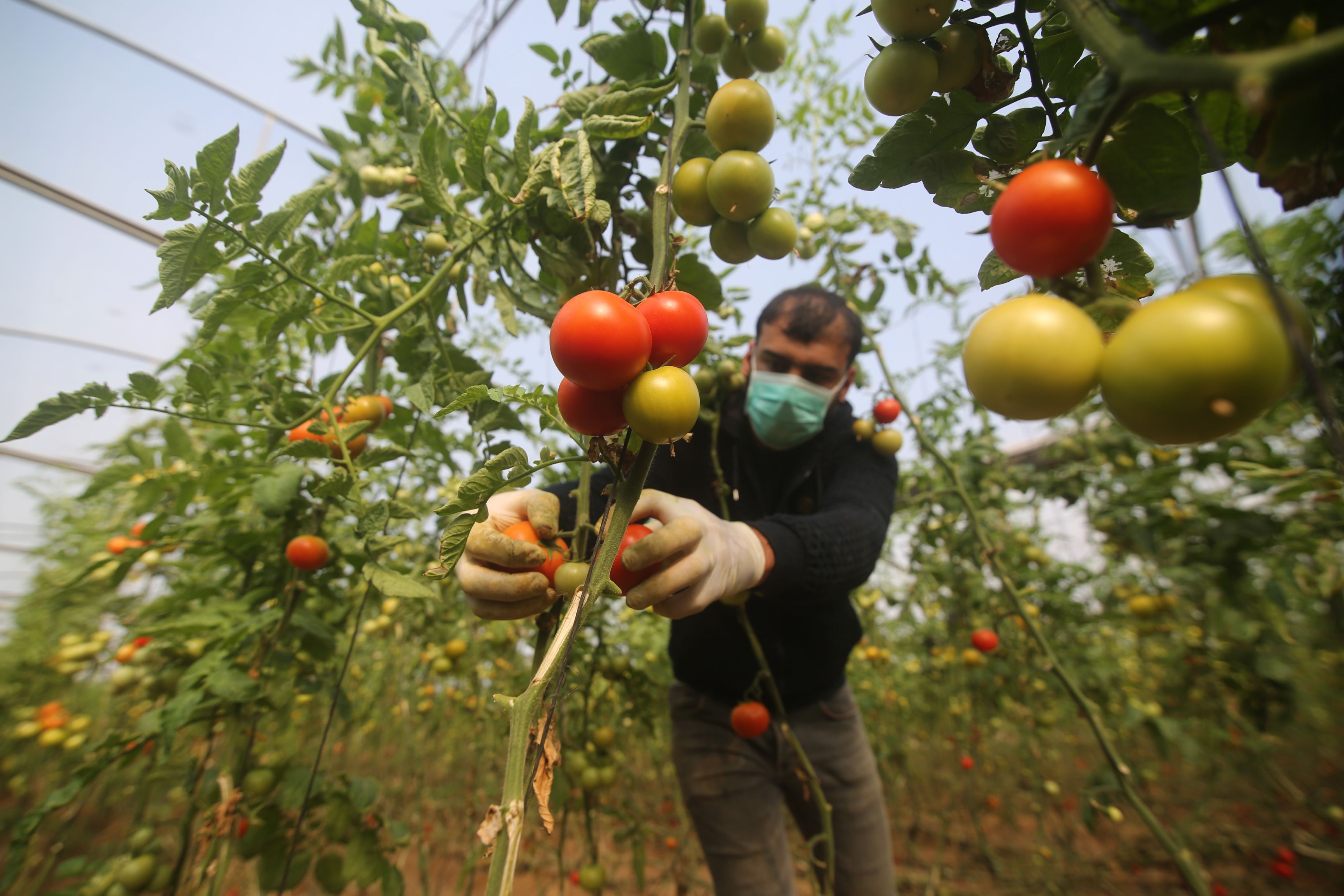 Coronavirus: Cum influențează pandemia industria globală de alimente