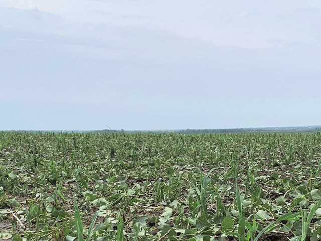 Criză după criză în România. După ce pandemia și seceta au făcut ravagii, acum o grindină puternică a distrus culturile mai multor fermieri