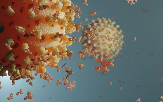 Sistem imunitar vs. Coronavirus: Cât timp durează imunitatea după COVID-19? Studii efectuate și clarificări OMS
