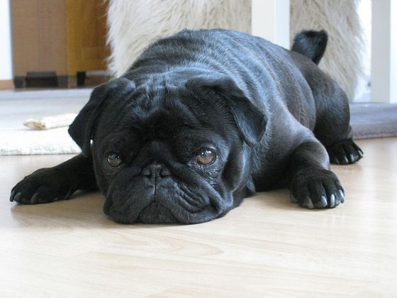 Și animalele de companie beneficiază de Black Friday. Ce reduceri a aplicat un jucător de profil cu ocazia evenimentului de mâine