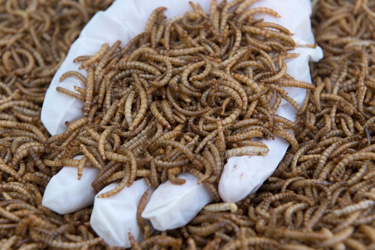 UE aduce insectele mai aproape de farfuriile europenilor. Industria de miliarde de dolari care atrage atenția unor gigani precum Nestle sau Cargill