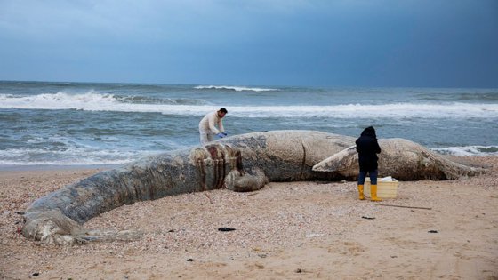 Unul dintre cele mai grave dezastre ecologice: Israelul închide plajele mediteraneene