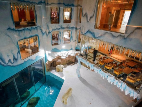 Cu ursul polar în cameră. China a deschis un hotel în interiorul căruia trăiesc urși polari