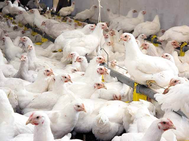 Comerțul cu păsări vii, suspendat pentru 30 de zile, după depistarea unui focar de gripă aviară