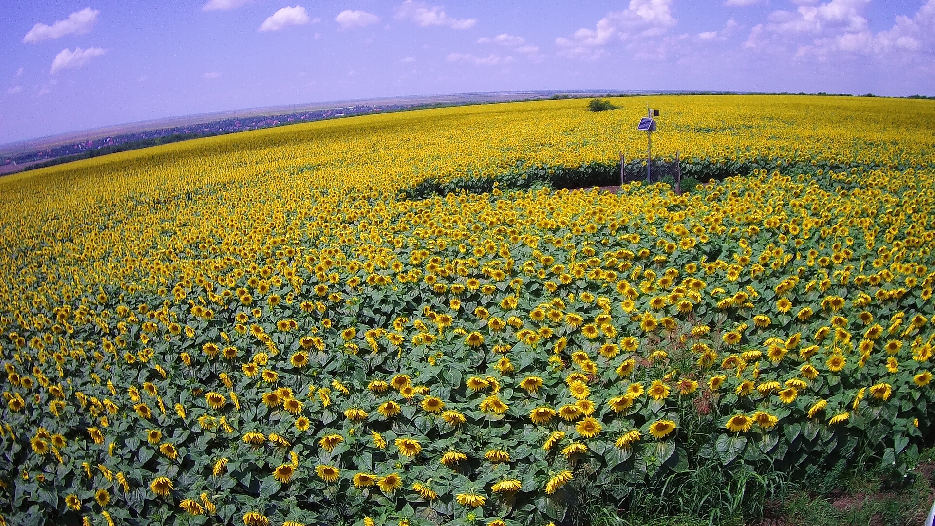 Colectarea datelor pentru Recensământului General Agricol se va desfășura în perioada 10 mai-31 iulie: vor fi numărate exploatațiile agricole, suprafața terenurilor, efectivele de animale
