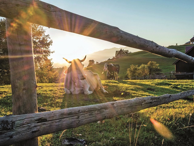 Ministerul agriculturii din Polonia a publicat o listă cu companii „nepatriote“ care importă produse din lapte, „limitând astfel vânzările fermierilor polonezi“