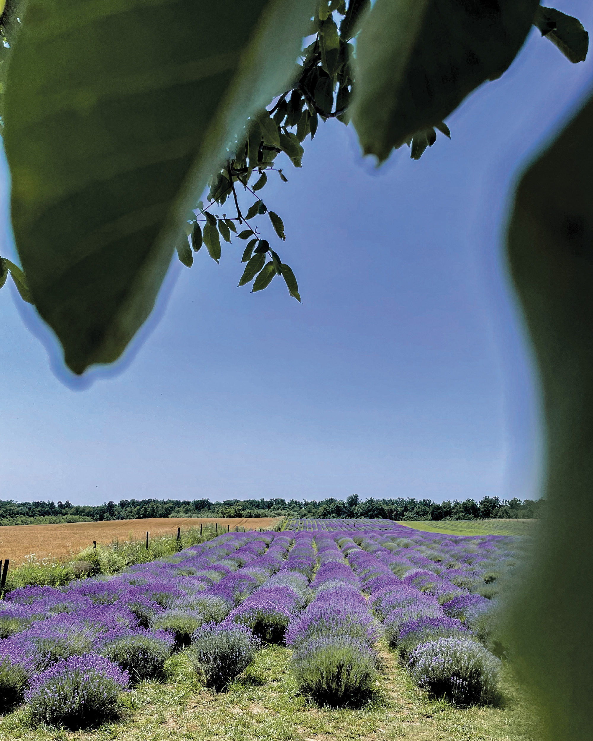Afacere românească cu parfum de Provence. Ce business au făcut doi corporatiști cu o plantă care înflorește doar 3 săptămâni pe an