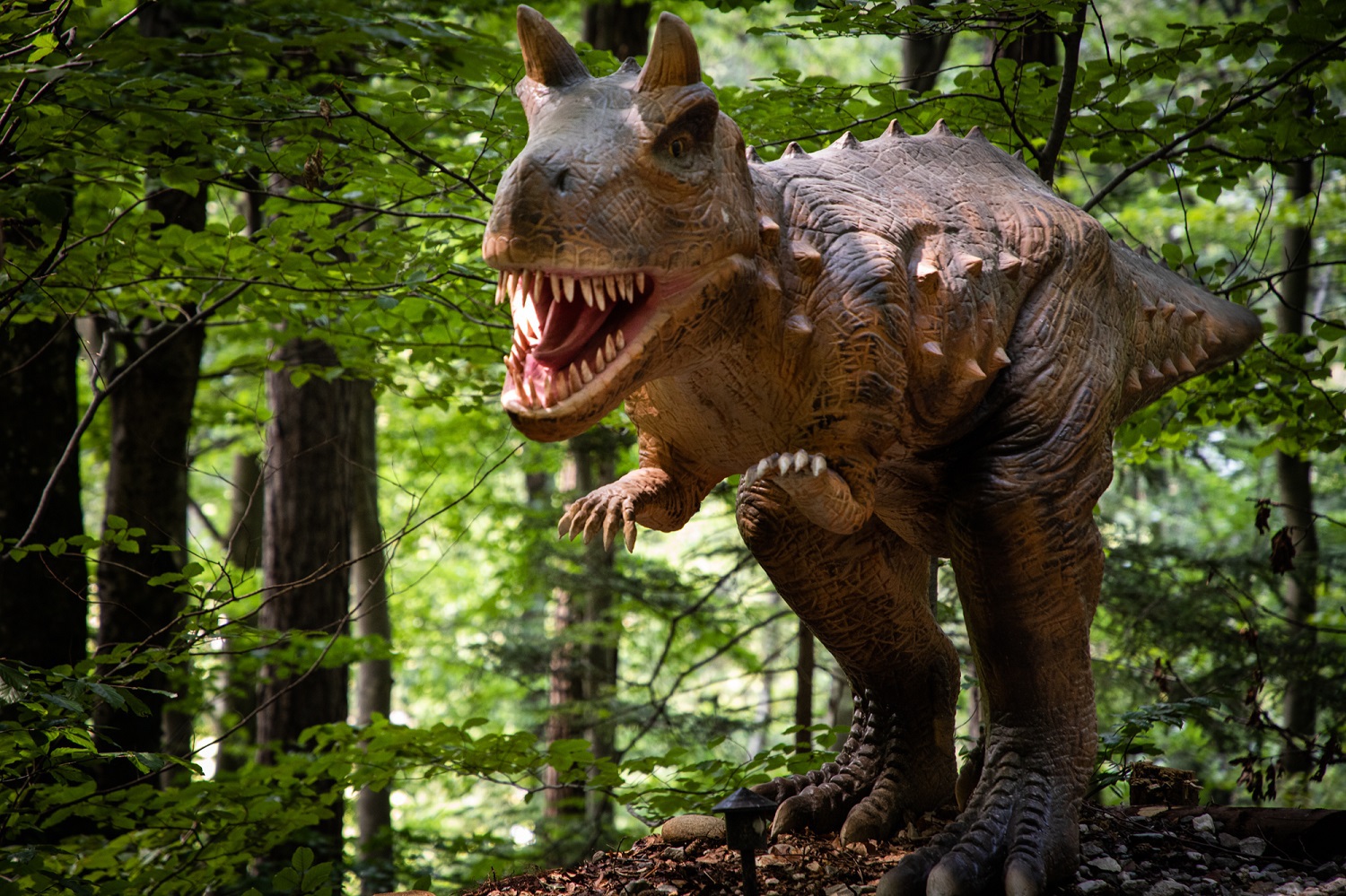 Dino Parc din Râșnov a atins venituri de 5,4 mil. lei în S1/2021, nivel apropiat cu rezultatul înregistrat în S1/2019, înainte de pandemie. În șase ani, complexul și-a dublat suprafața și a depășit 2 milioane de vizitatori