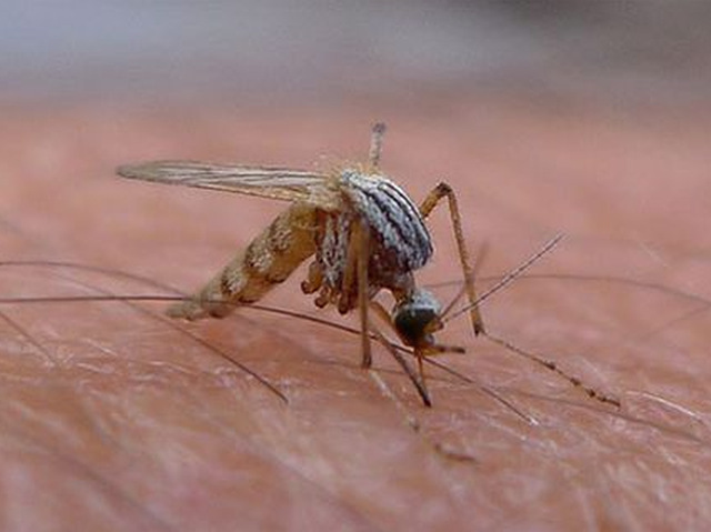 Primele cazuri de infecție cu virusul West Nile în România: 3 oameni au fost infectați
