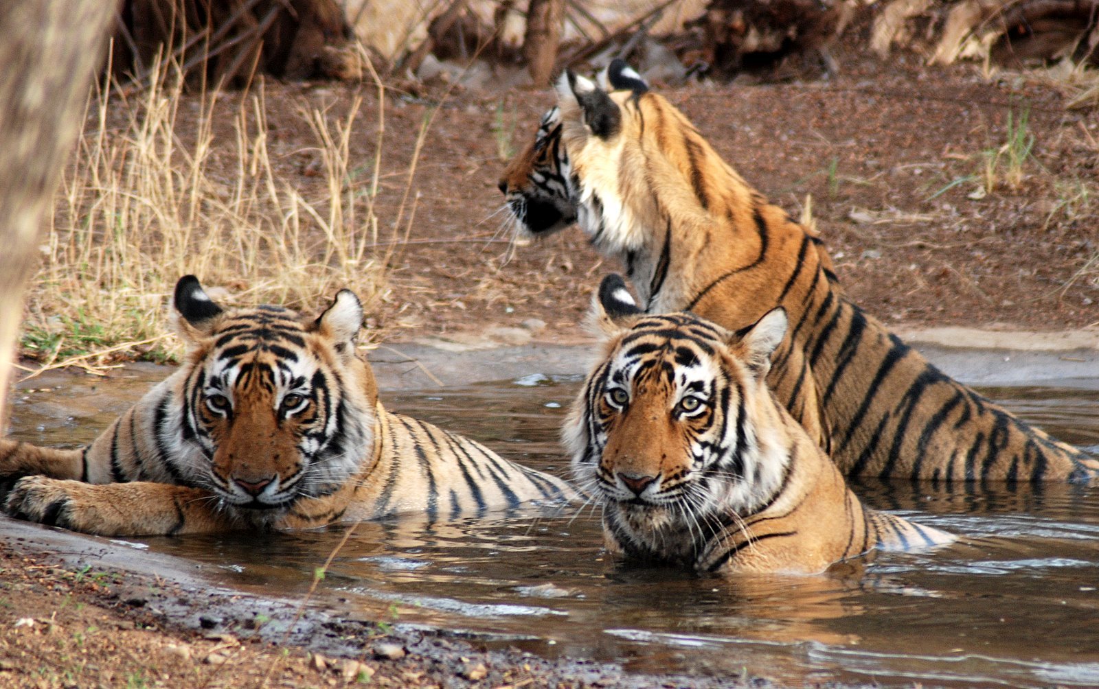Covid-19 atacă și animalele. Lei și tigri de la grădina zoologică din Washington, depistați pozitiv