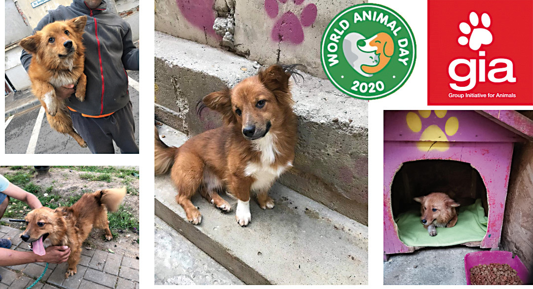CSR 2021: World Animal Day