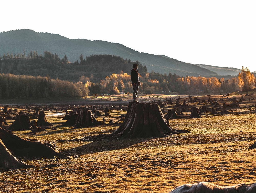 DEZASTRU ECOLOGIC. Record negativ: cea mai mare pădure tropicală din lume este DEFRIȘATĂ cu cea mai mare viteză din istorie