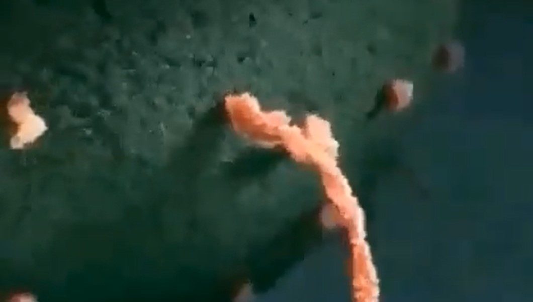 A fost descoperit un organism care explică originea întregii vieți complexe de pe Pământ