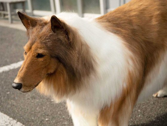 O avere pentru o „viață de câine”. Un japonez a plătit o sumă impresionantă pentru a se „transforma” într-un Collie VIDEO