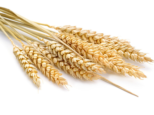 Prețurile grâului, porumbului și orzului s-au dublat față de acum doi ani, dar sunt mai mici decât acum o lună: „În următorii 3-5 ani, cred că agricultura va fi remunerată foarte bine“