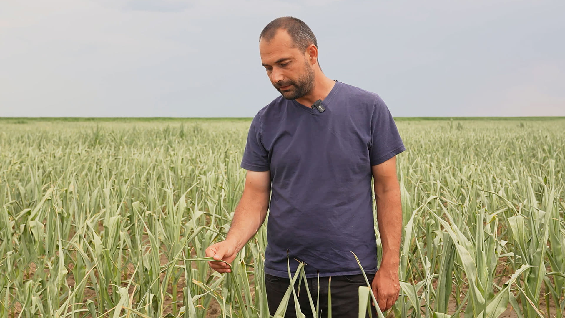 Județul din România distrus de secetă are peste 40% din suprafața cultivată cu cereale este afectată drastic