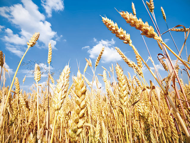 O veste îngrijorătoare: Fermierii din Ucraina vor semăna cu până la două treimi mai puțin grâu în cazul în care Rusia va continua să blocheze principala rută de export pentru cerealele țării