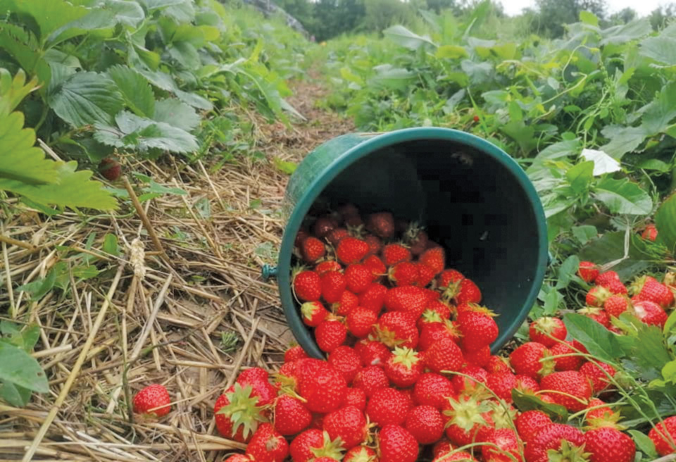 Cum a reușit un cuplu de agricultori români să transforme o investiție de 3.000 de euro într-un business de 60.000 de euro