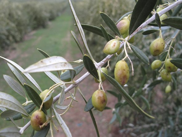 Căldura extremă lovește recoltele de măsline și avocado din Spania